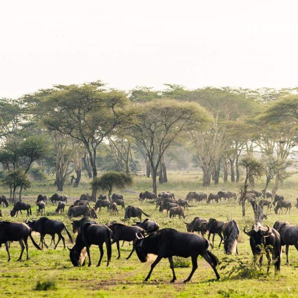 Serengeti Great migration tour with east safaris