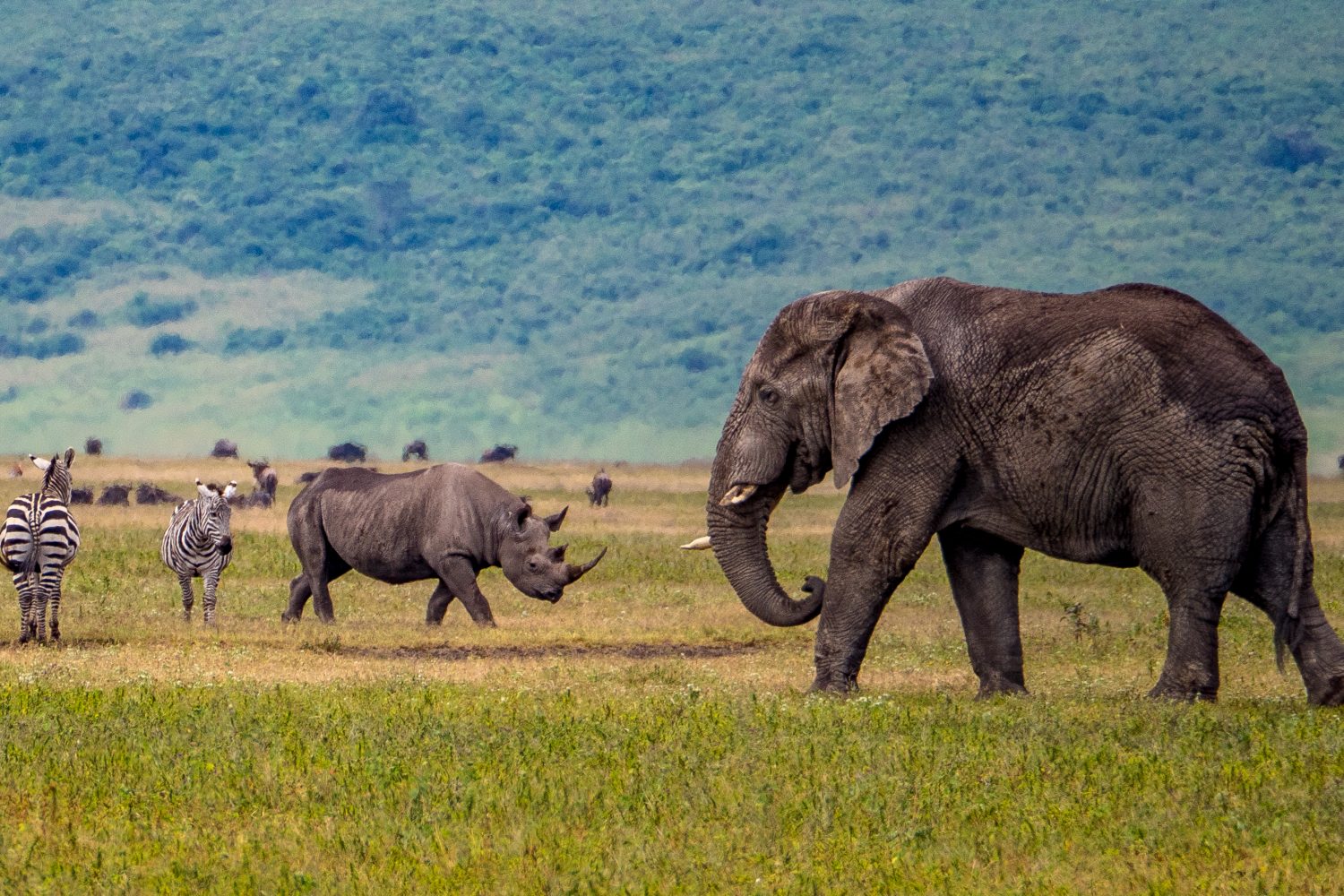 Ngorongoro crater elephant and rhino