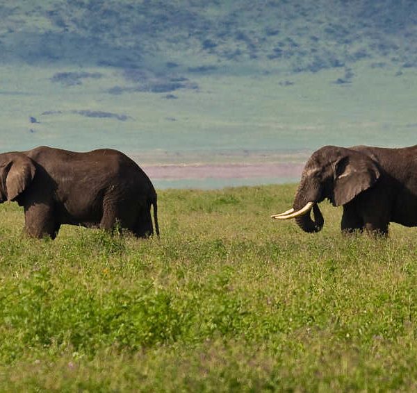 Tanzania adventure safaris