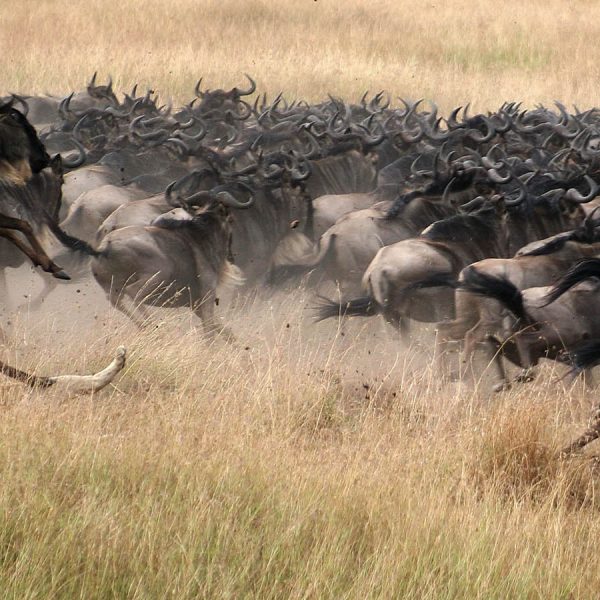 the-great-wildebeest-migration-lions