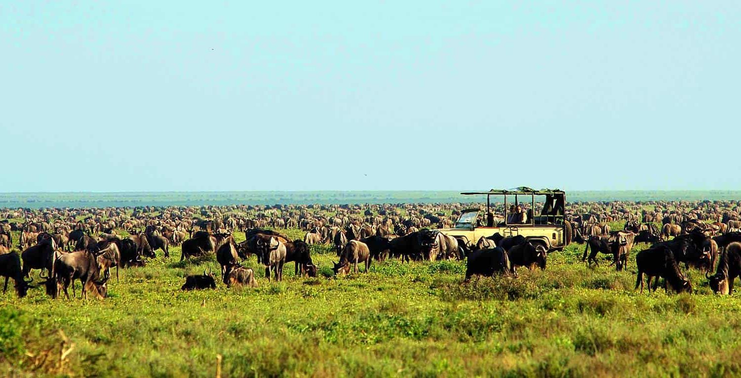 the great wildebeest migration - serengeti ndutu