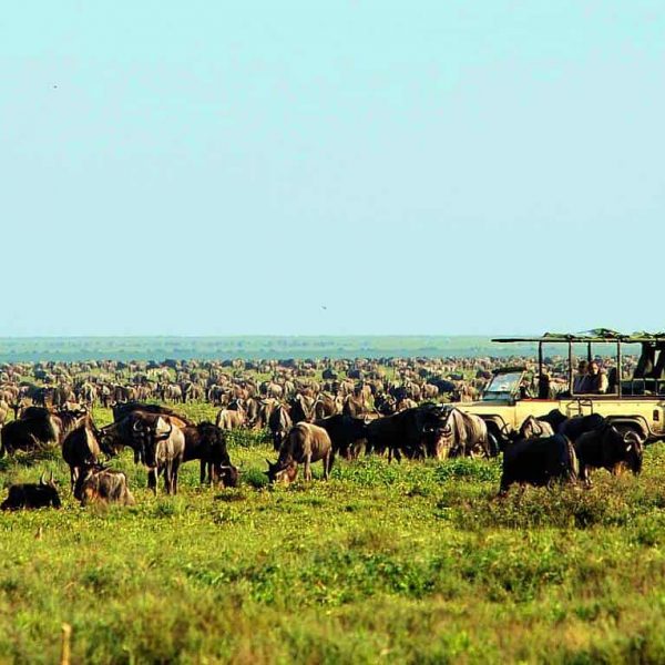 the great wildebeest migration - serengeti ndutu