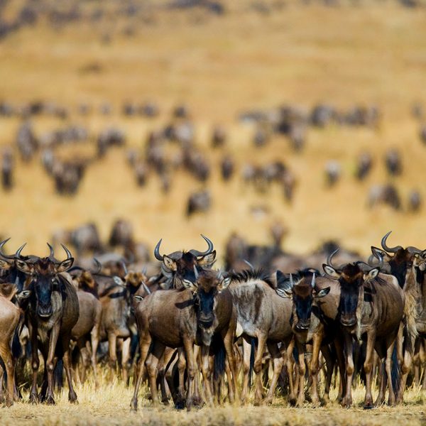 serengeti migration