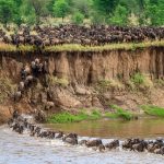 Wildebeest migrating across the Mara River, Tanzania, Africa.