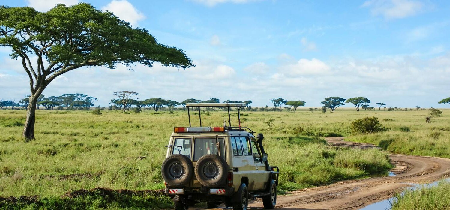 on safari